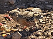 46 Bel passero di montagna alla ricerca di cibo